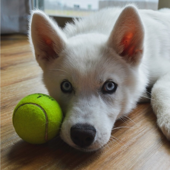 Set of 15 used tennis balls perfect for Dogs, Crafters or Kids! - Picture 8 of 11